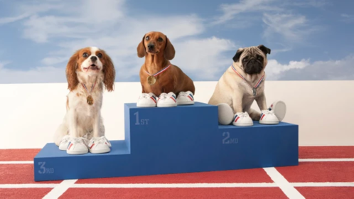 3 dogs (a spaniel, a sausage dog and a pug) on winners' podium