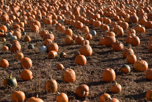 pumpkin patch, Felderland Farm, White Cliffs Country