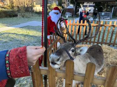 A reindeer in a wooden pen with Father Christmas in the background.
