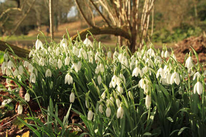 Snowdrops at Kearsney Abbey