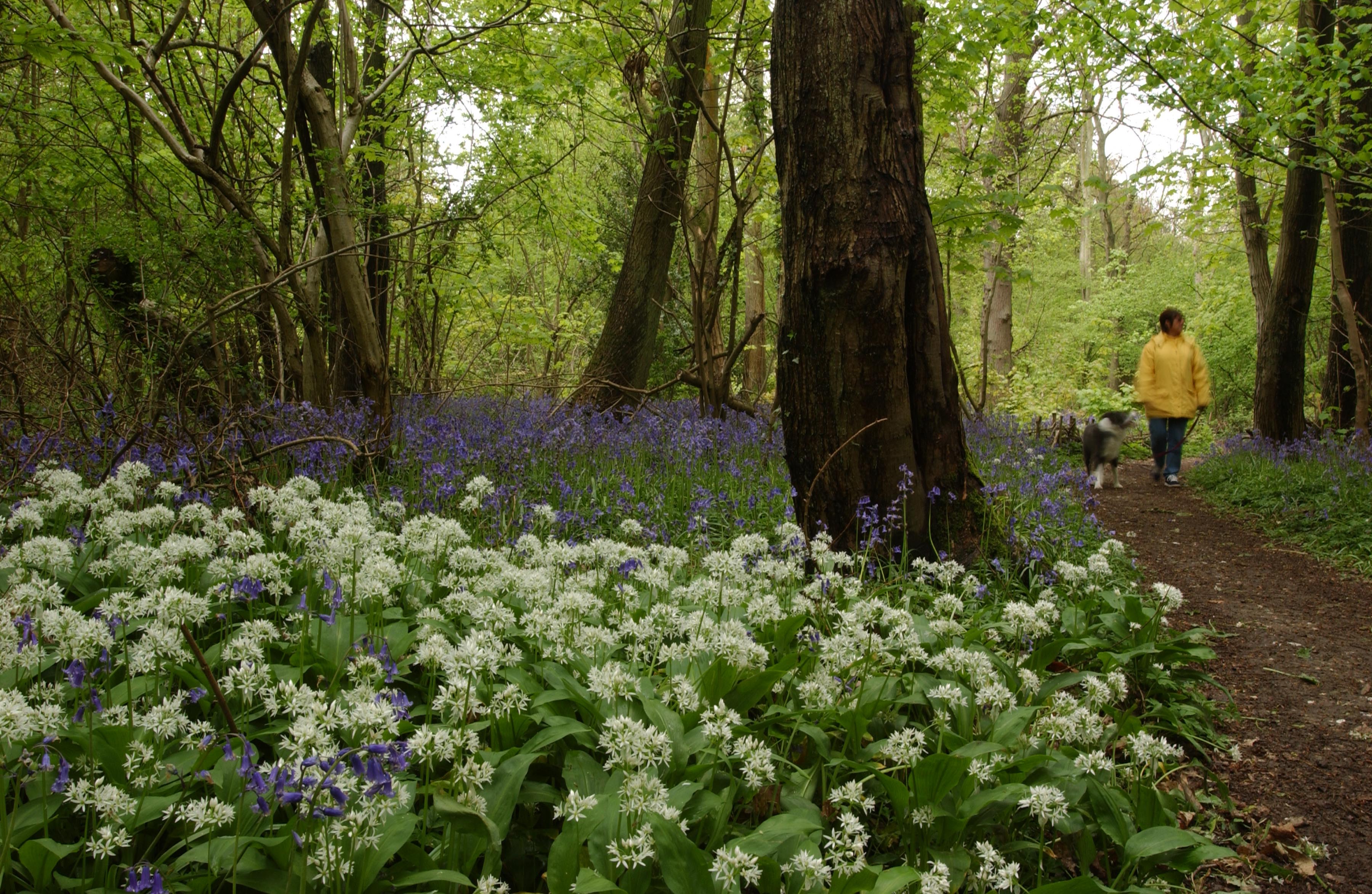 A woodland scene with wild garlic and bluebells and a person walking a dog.