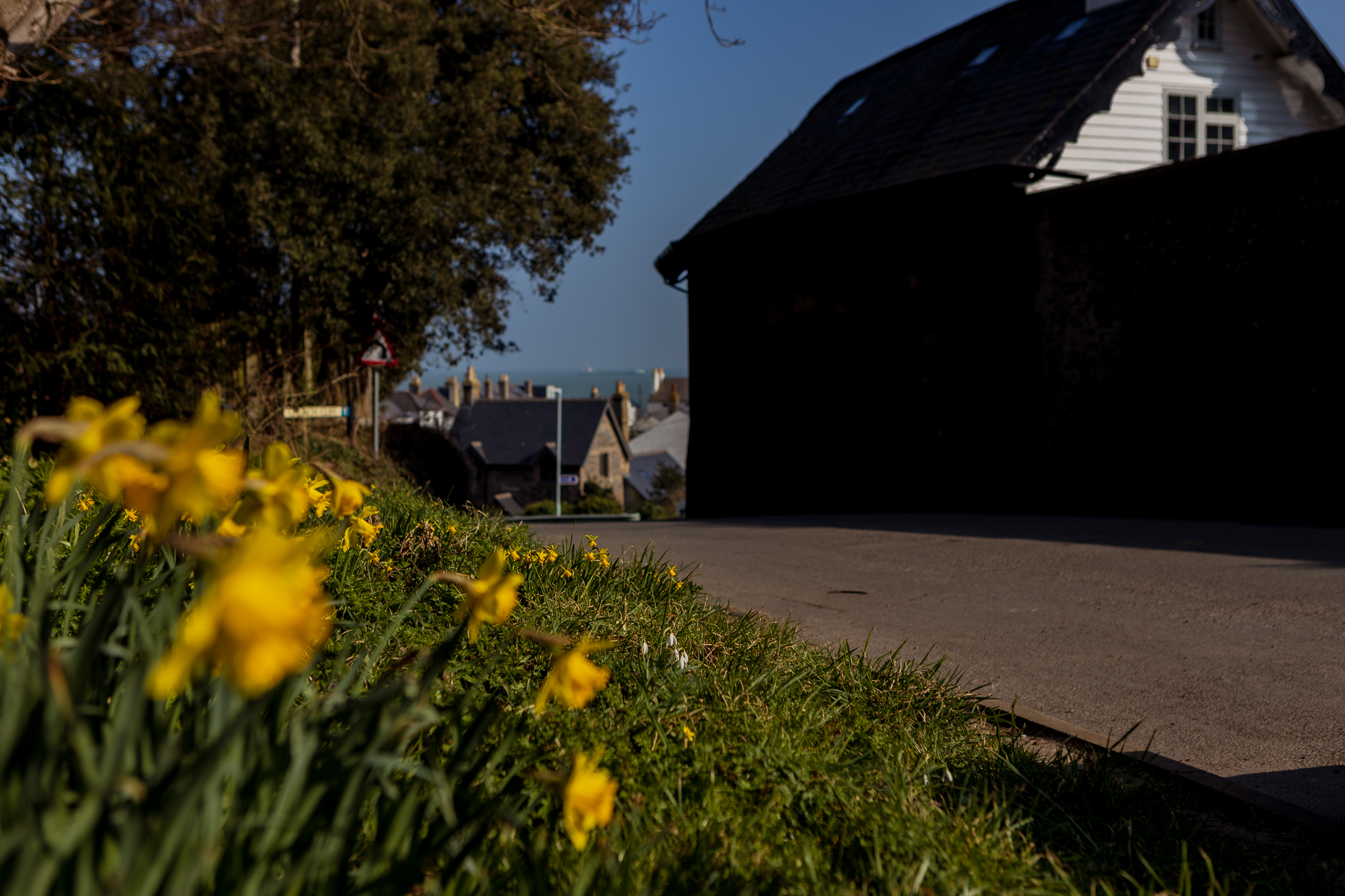 Daffodils on a verge with the sea in the distance
