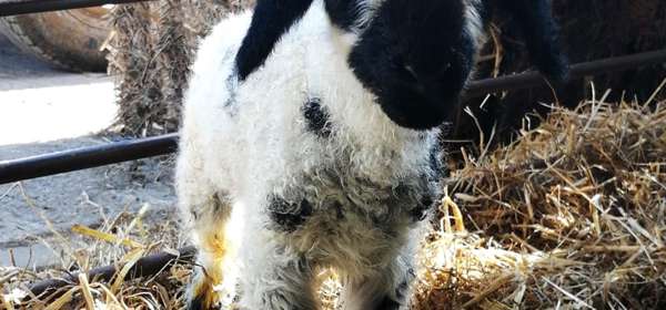 Image of a little black and white lamb.