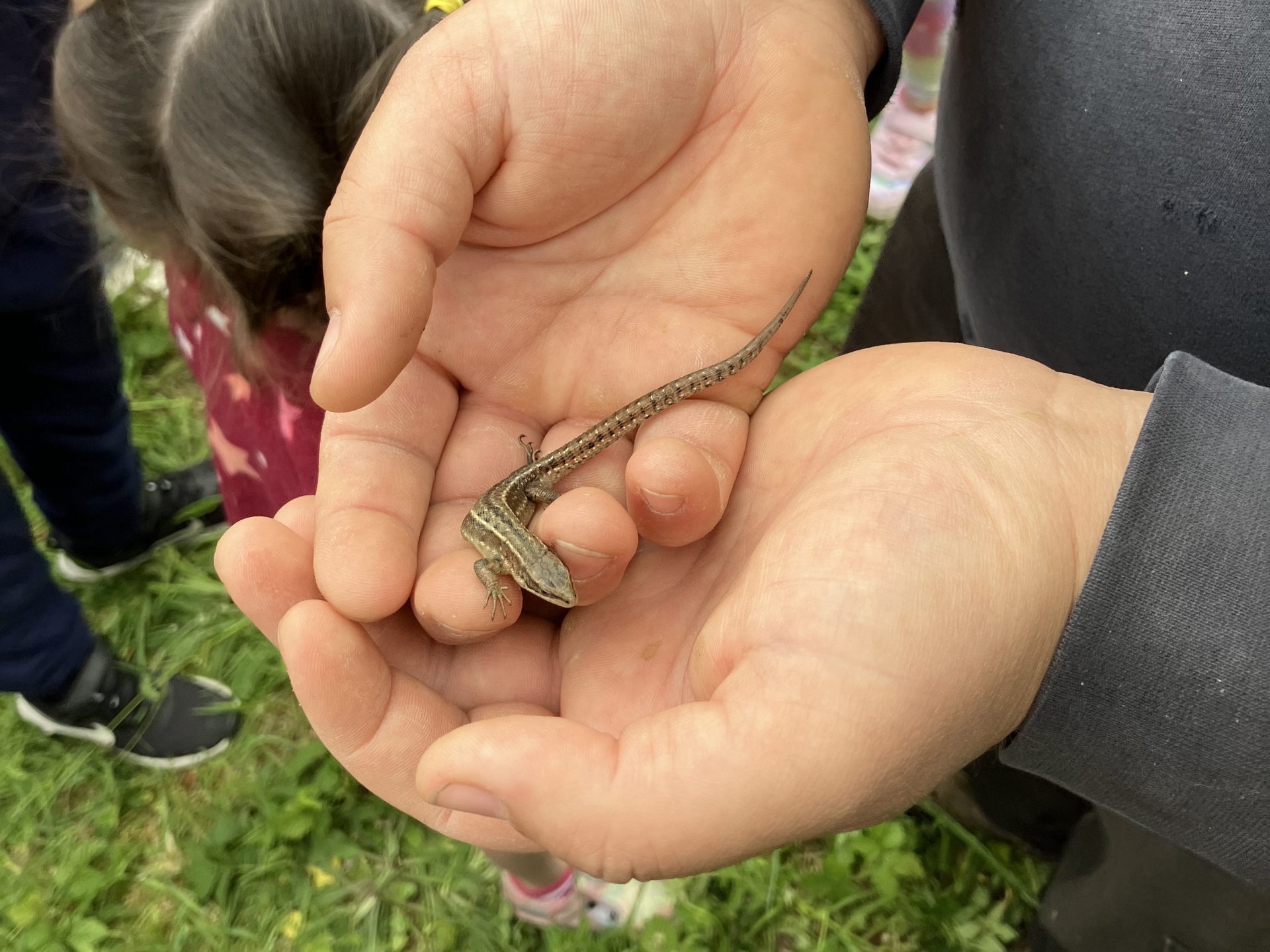 A person's hands gently holding a small common lizard.