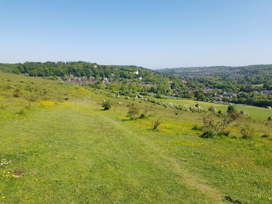 Lydden Down Nature Reserve showing grassland with wild flowers  & woods in the background.