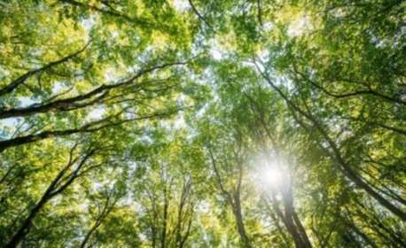 Canopy of trees with sun shining through