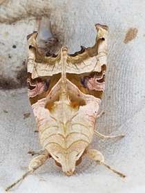 Moth on a white background