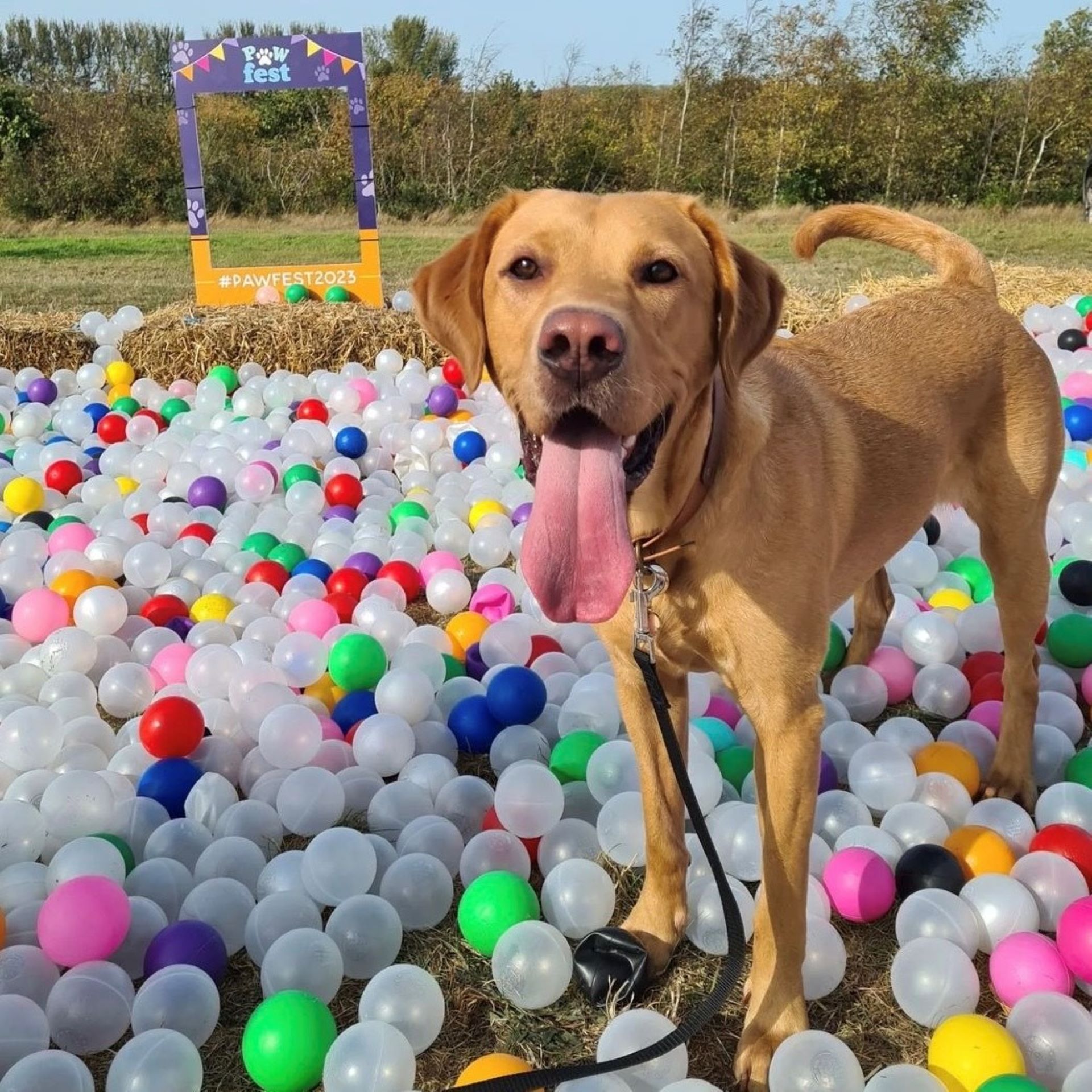 A dog in a ball pool