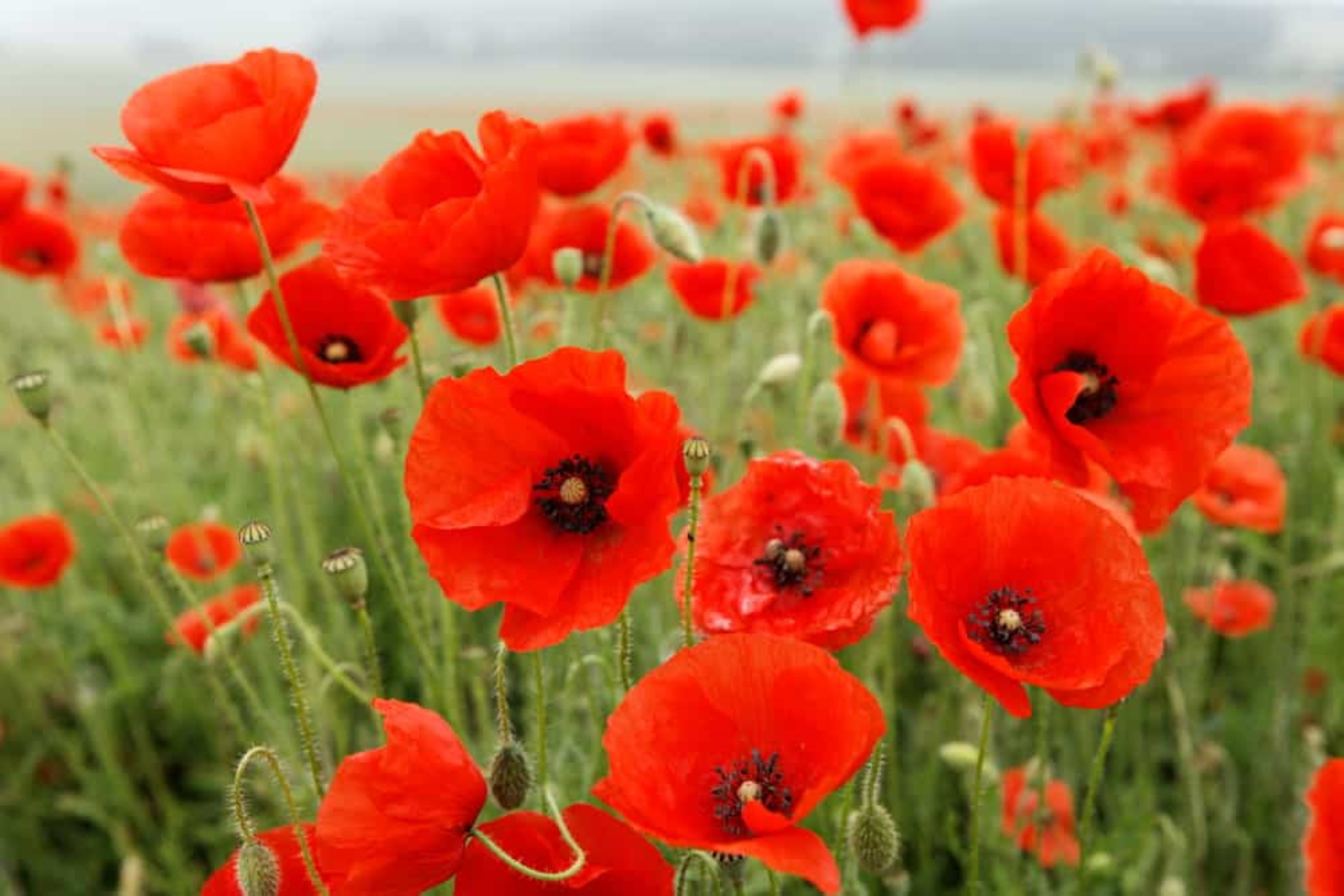Field of Red Poppies