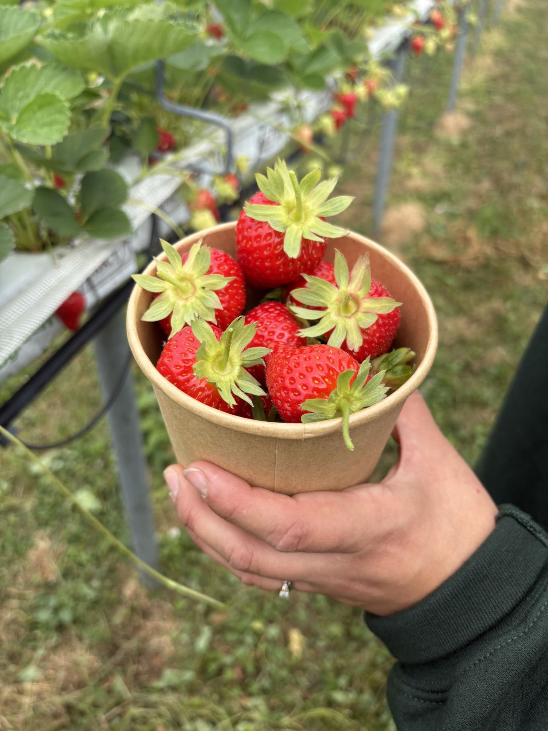 A round cardboard punnet filled with strawberries