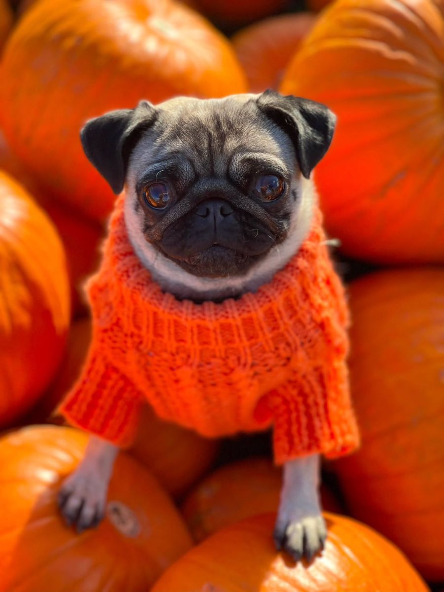 A pug wearing an orange jumper sitting on pumpkins