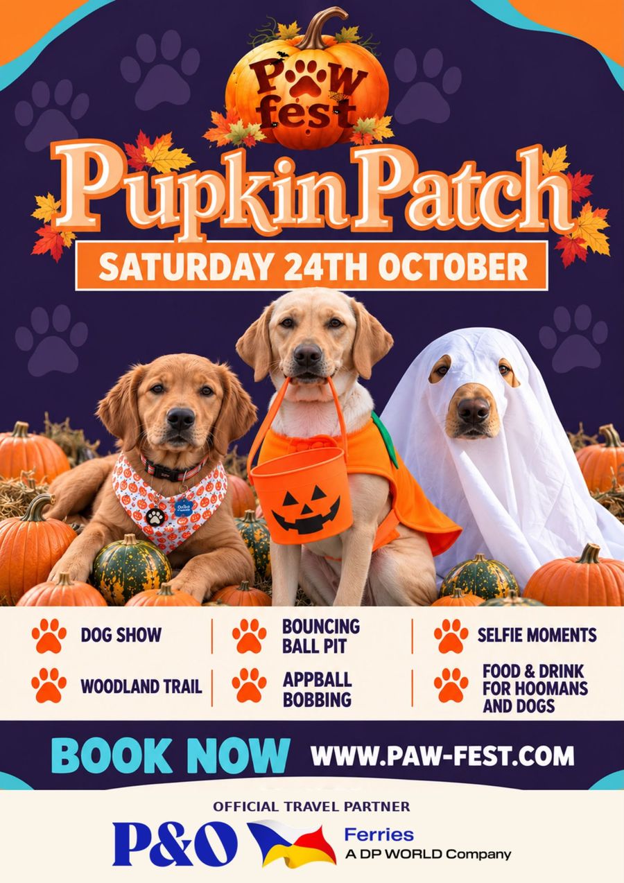 Three dogs in Halloween fancy dress surrounded by pumpkins