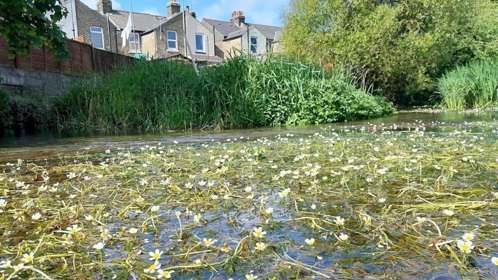 Crowfoot on the River Dour