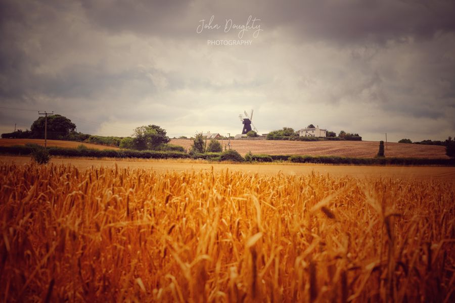 A field of golden crops with a windmill in the distance and a moody sky.
