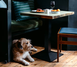 A brown and white dog lying on a wooden floor under a bench next to a table laid with food and a glass of wine