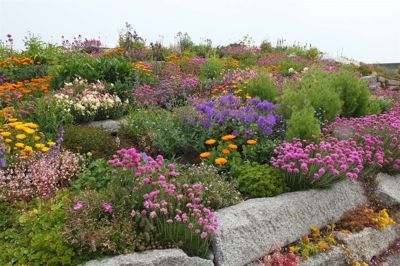 Flowers at Sandown Castle Community Garden