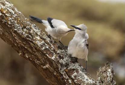 Two small white birds with black tail-feathers and beaks, perched on a tree branch