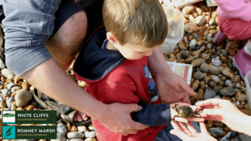 A child holding a crab on a pebble beach