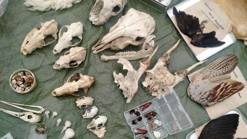An assortment of animal skulls laid out on a khaki tarpaulin