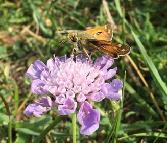 A large skipper butterfly on a purple small scabious flower