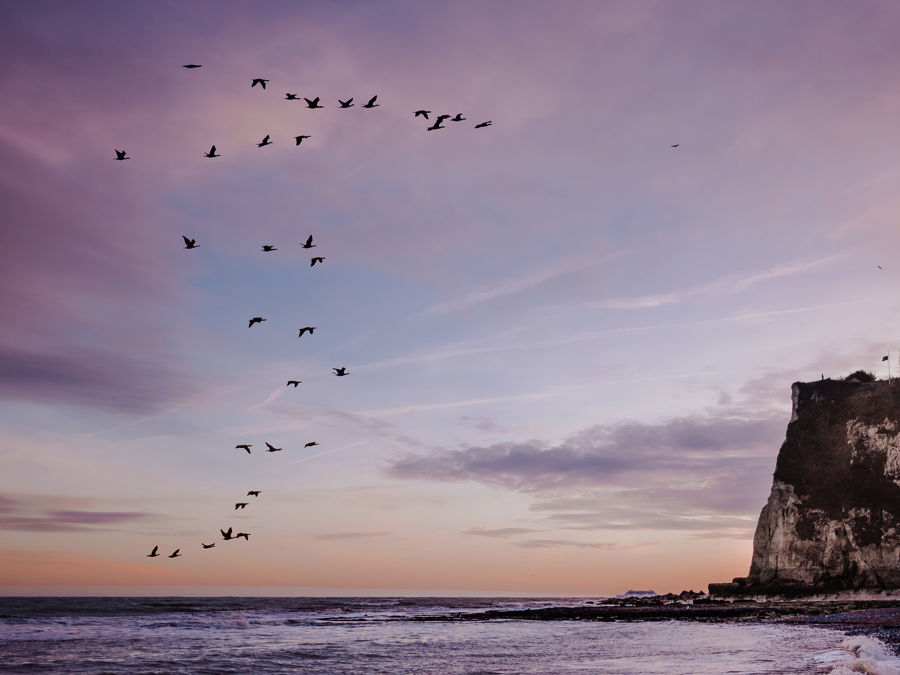 A purple and pink sky with cliff face, beach and sea and a flock of birds in the sky. 