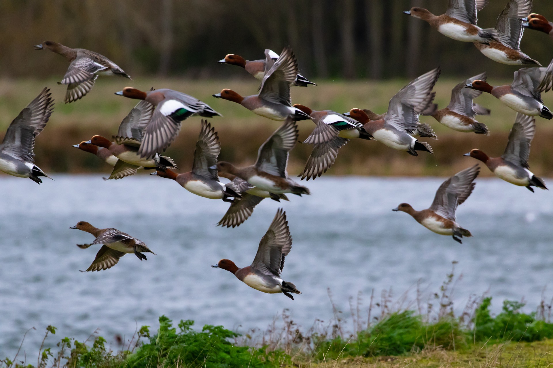 A flock of ducks taking off