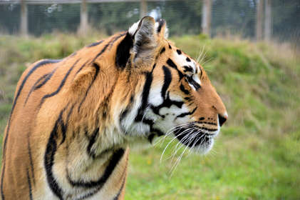 A side profile of a tiger with green grass in the background.