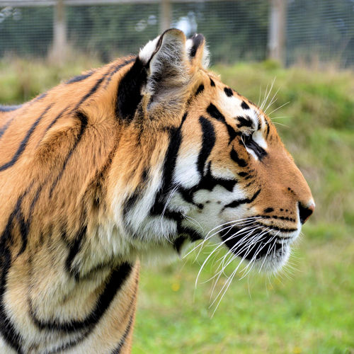 A side profile of a tiger with green grass in the background.