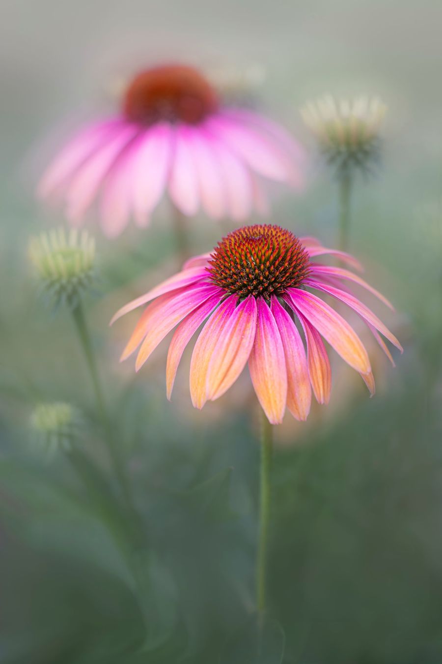 Pink rudbeckia flowers
