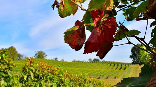 A vineyard with green leaves, blue skies and autumnal leaves
