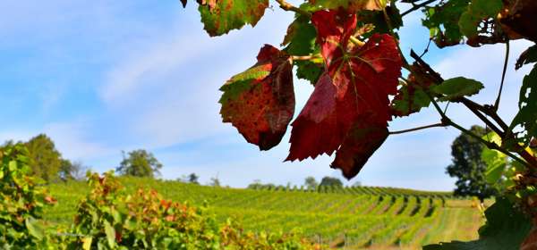 A vineyard with green leaves, blue skies and autumnal leaves