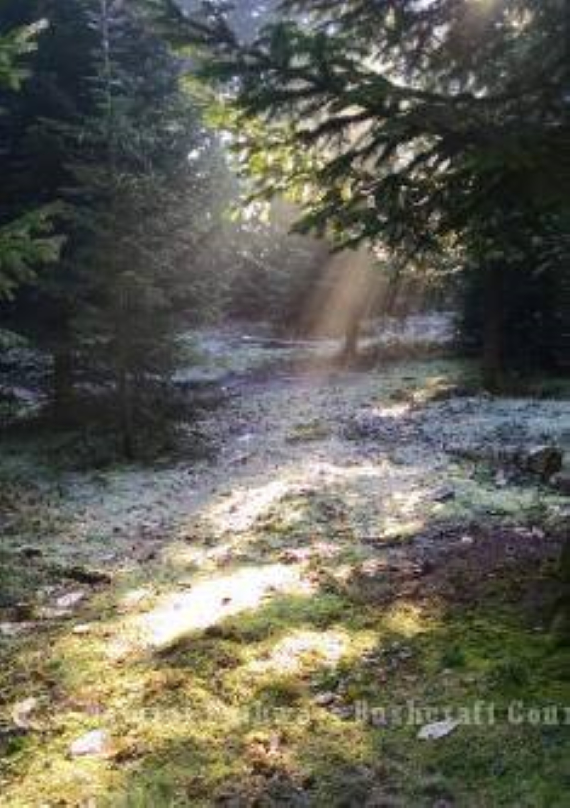 Woodland with the sun shining through the trees