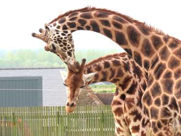 Two giraffes nuzzling each other