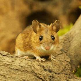 Yellow necked mouse