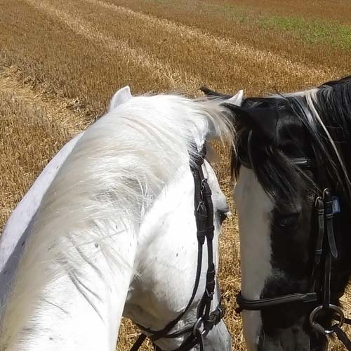 Cornilo Riding, Family Fun, Horses, Dover, Kent
